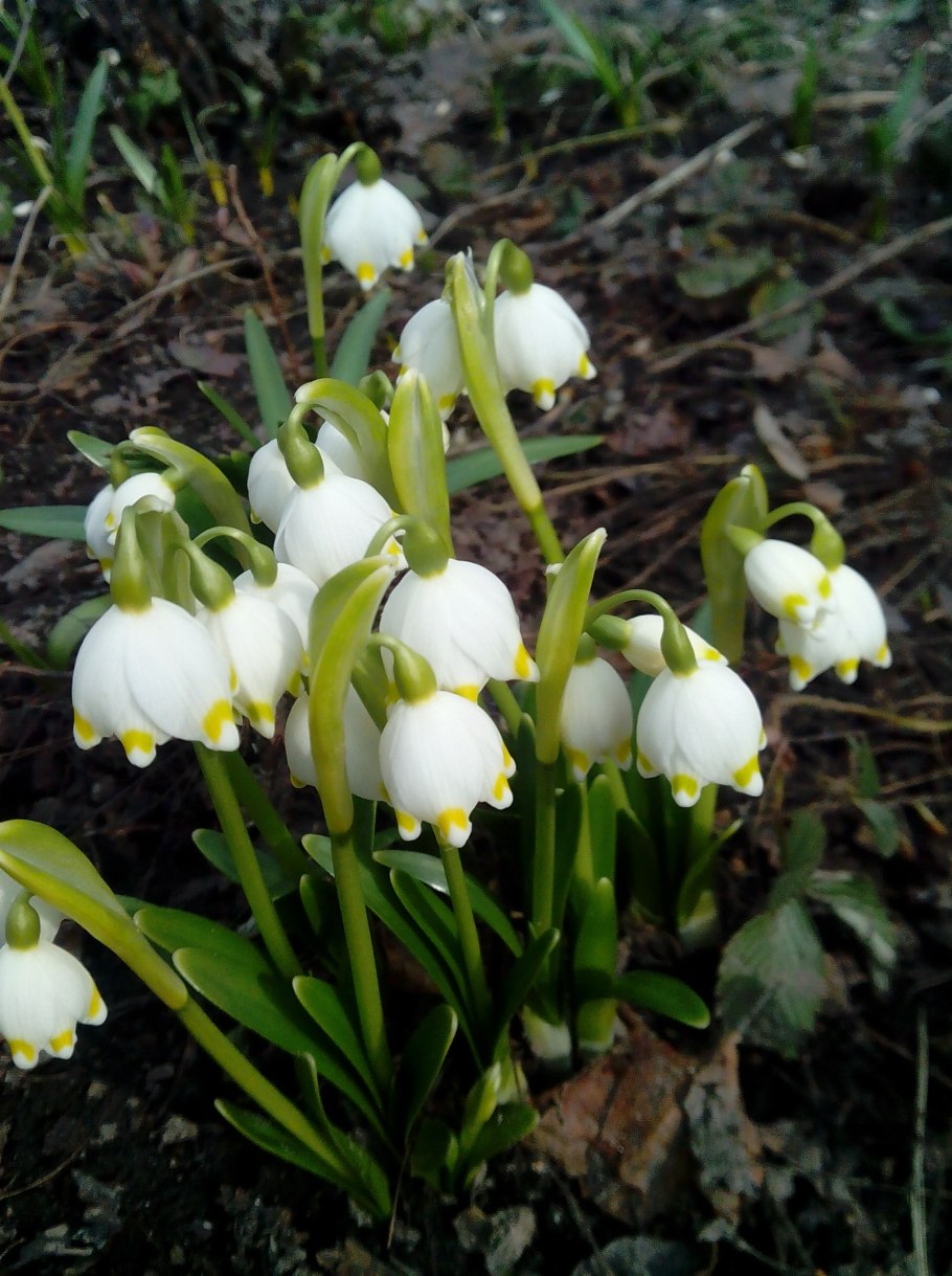 Белоцветник Leucojum Gravetye giant