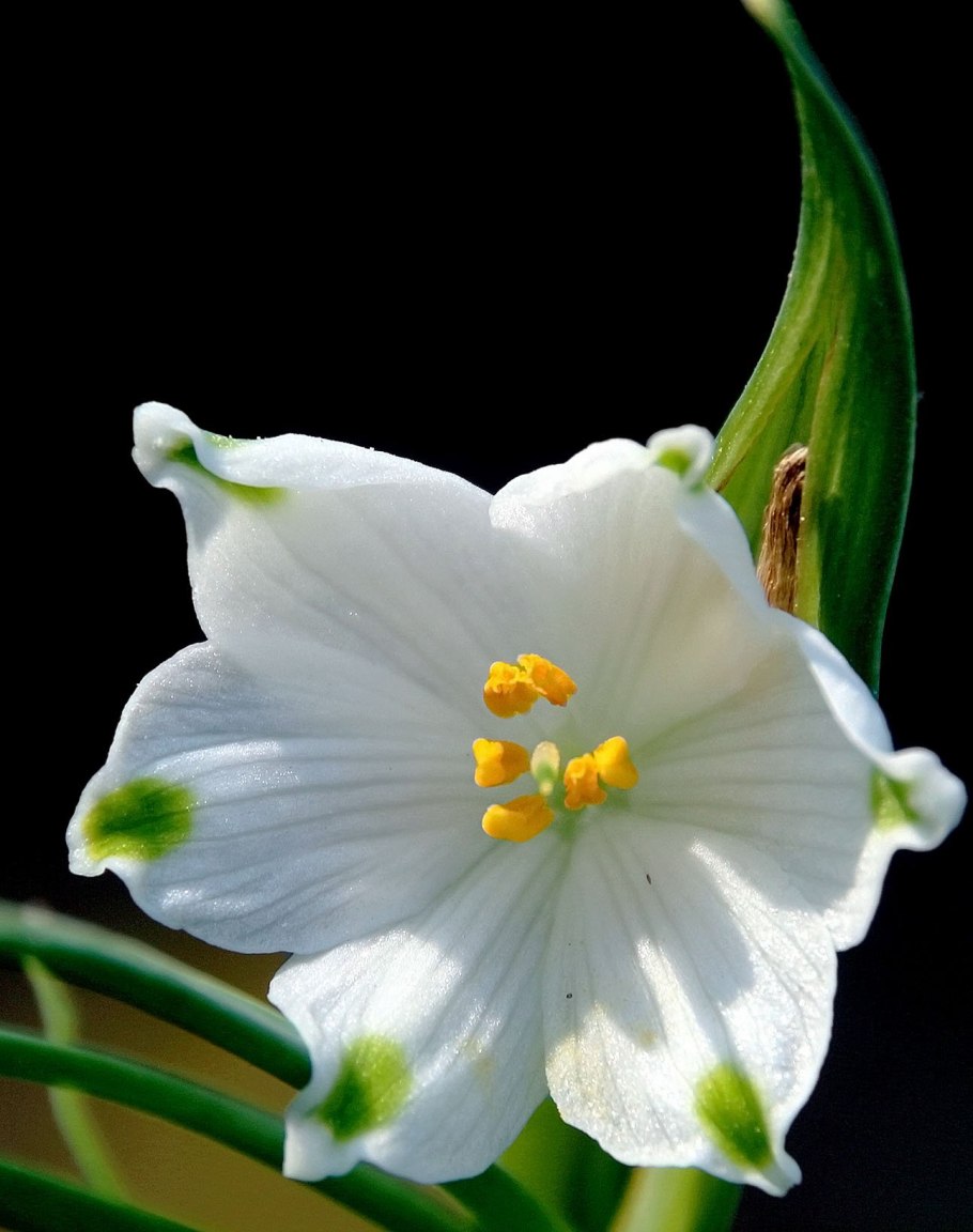 Белоцветник летний