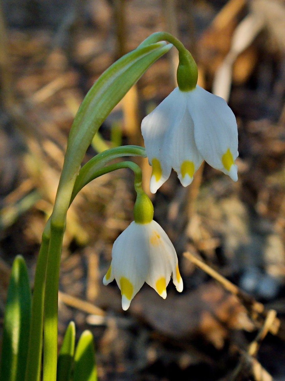Первоцветы белоцветник весенний
