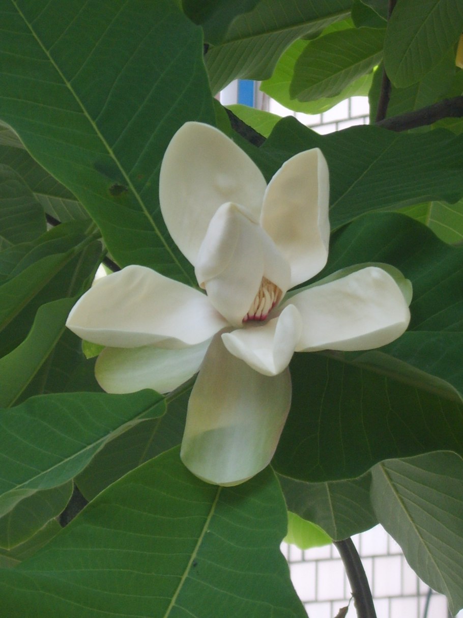 Magnolia macrophylla