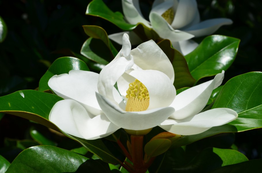 Магнолия обратнояйцевидная (Magnolia obovata)