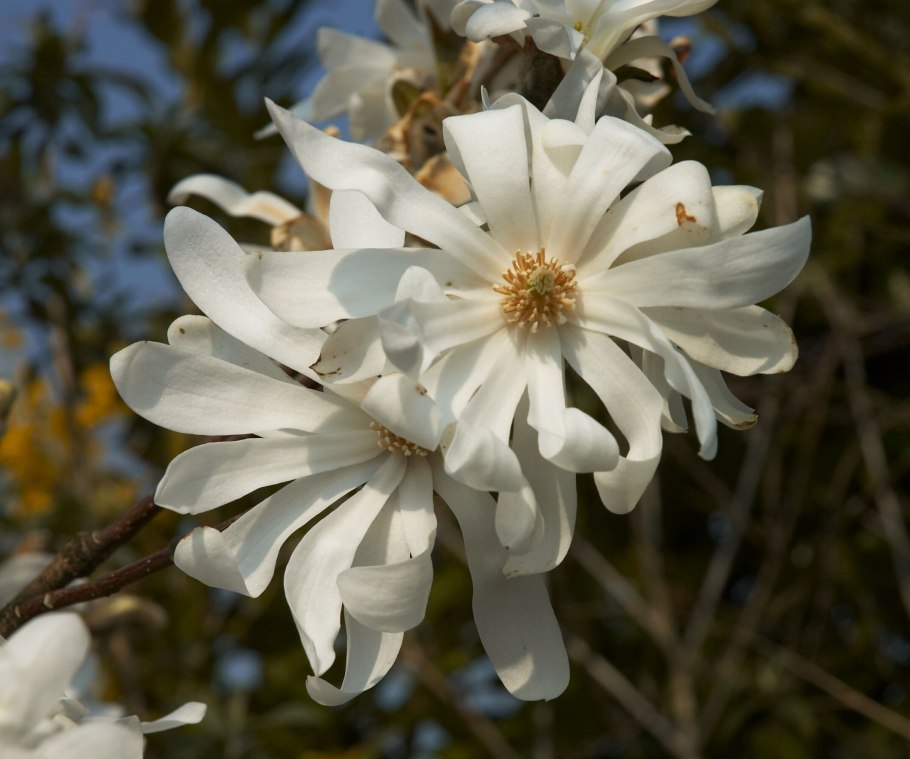 Лилейная Магнолия