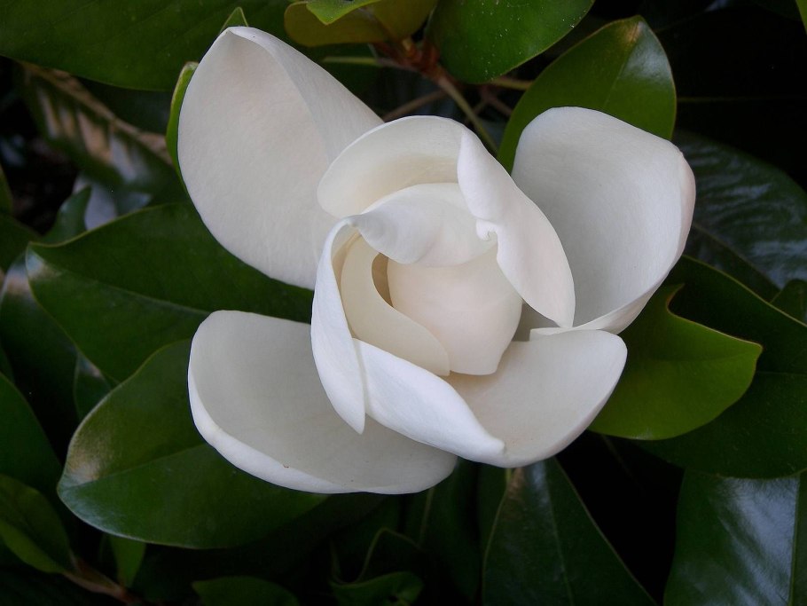 Магония крупноцветковая