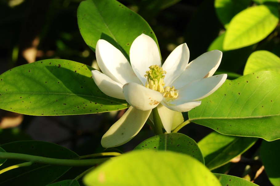 Магнолия обратнояйцевидная (Magnolia obovata)