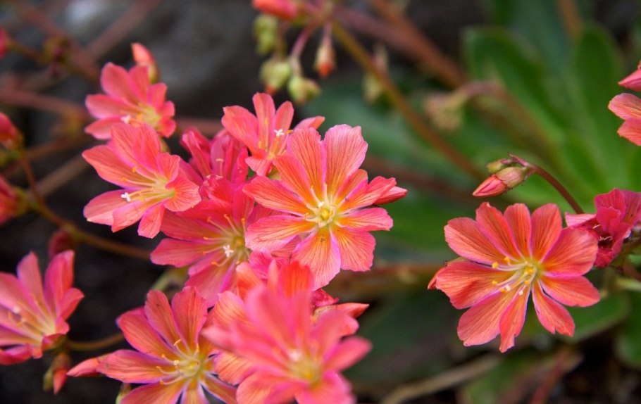 Клайтония пронзённолистная