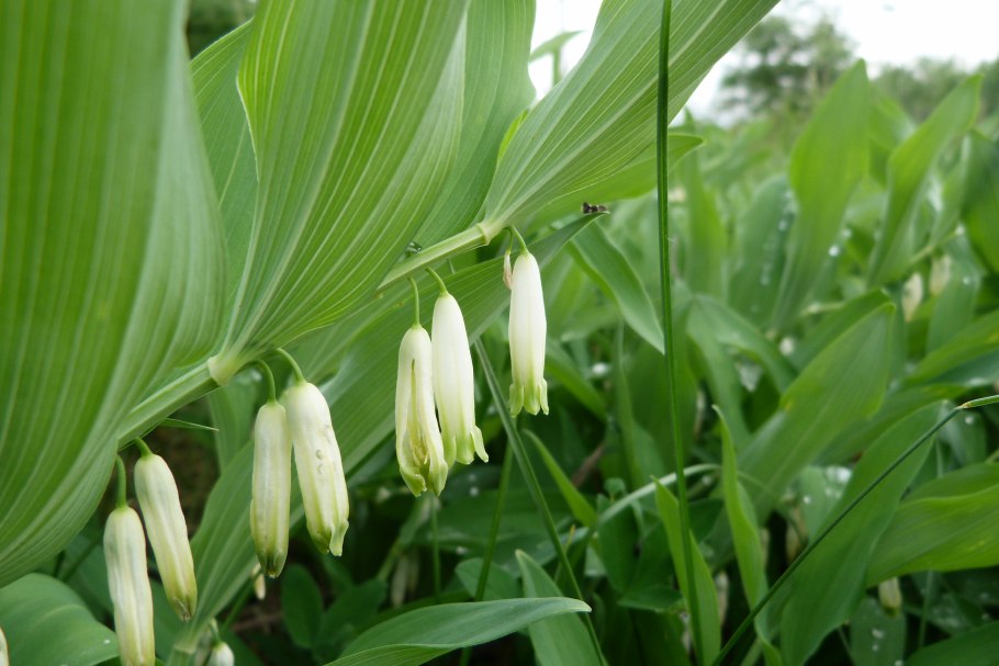 Левизия пигмея Lewisia pygmaea