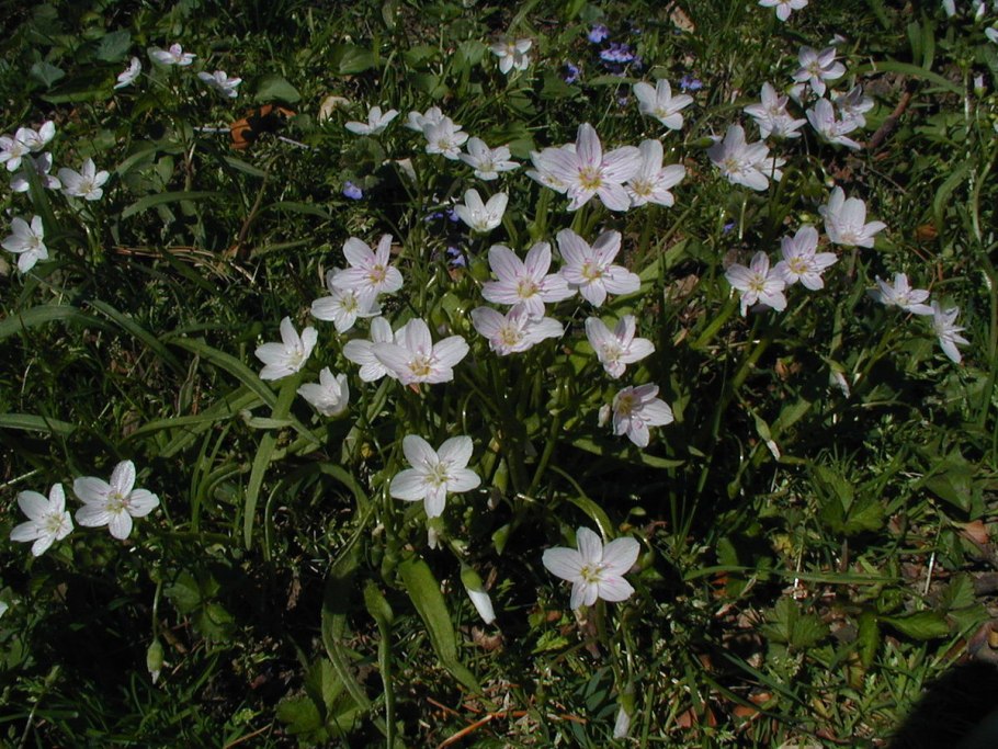 Цветок левизия многолетнее растение