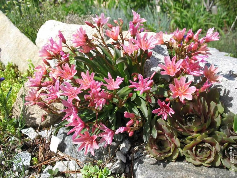 Левизия многолетняя