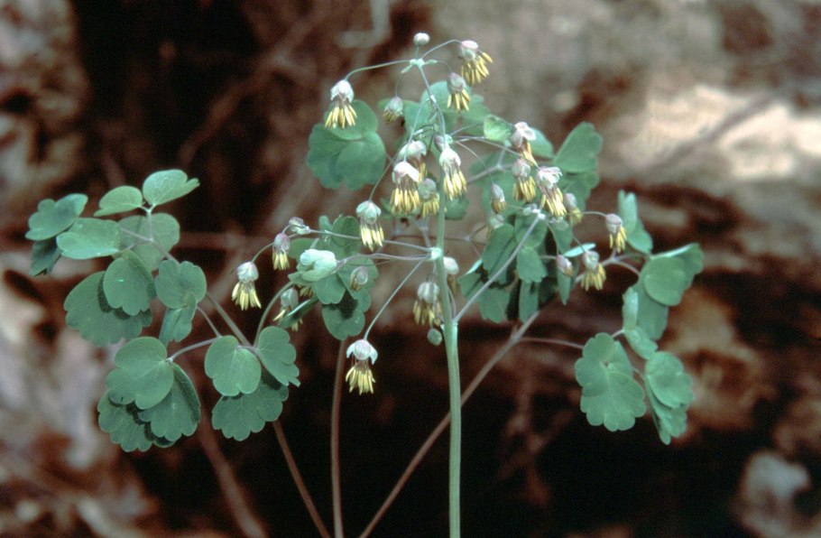 Thalictrum dioicum