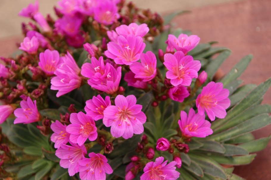 Росянка Капская