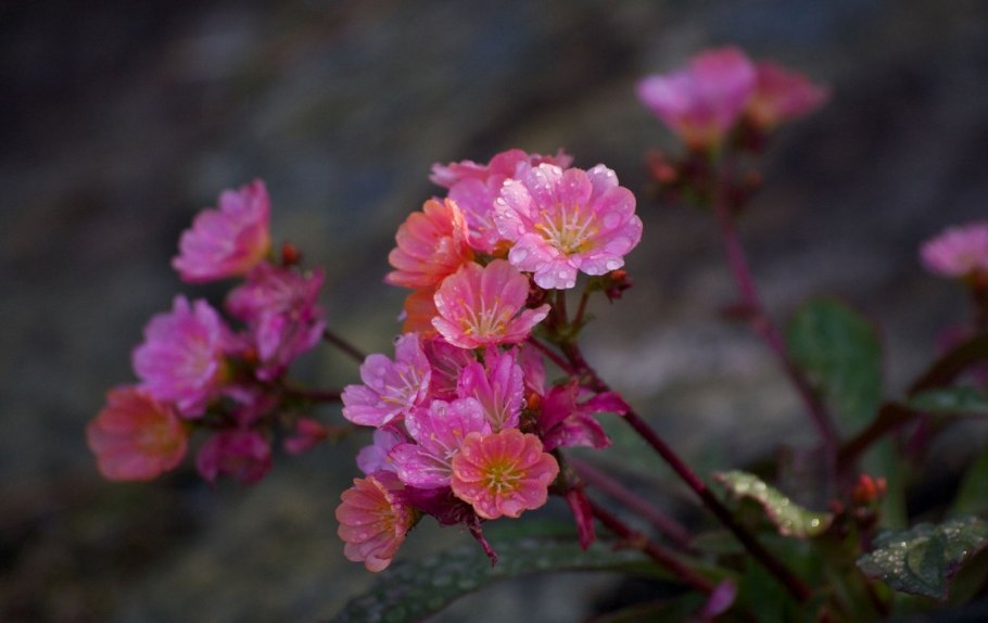 Левизия розовые тени