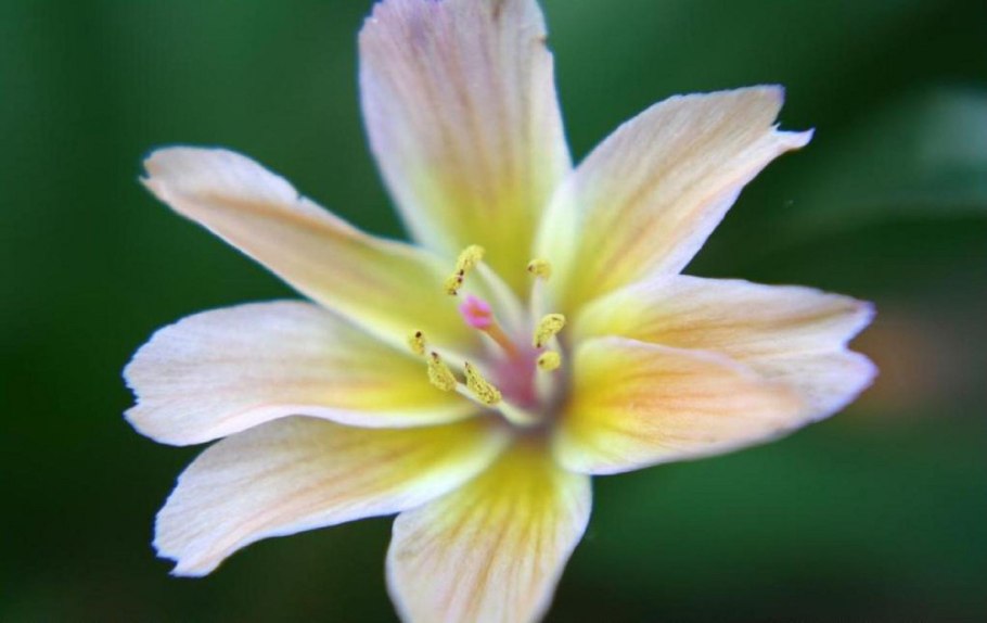 Левизия туполистная Элис