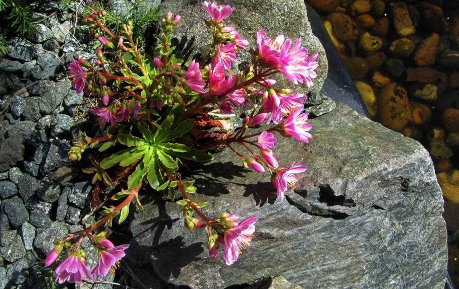 Calandrinia caespitosa из семян