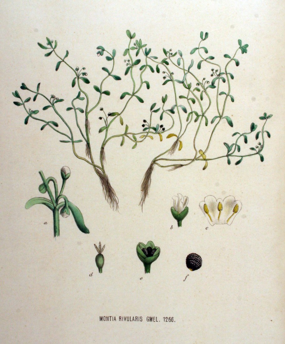 Морской фенхель