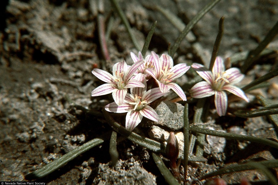 Левизия невадская (Lewisia nevadensis).