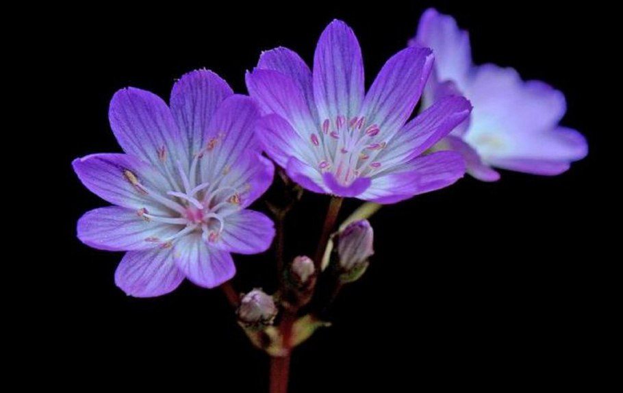 Клейтония Сибирская