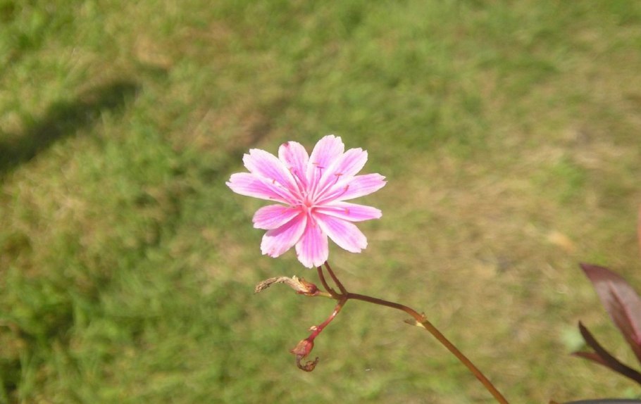 Талинум метельчатый