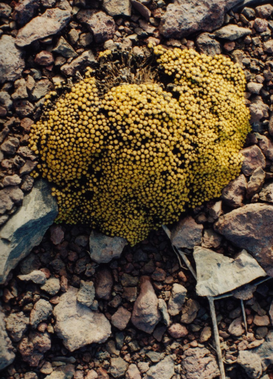 Мимозовые (триба)