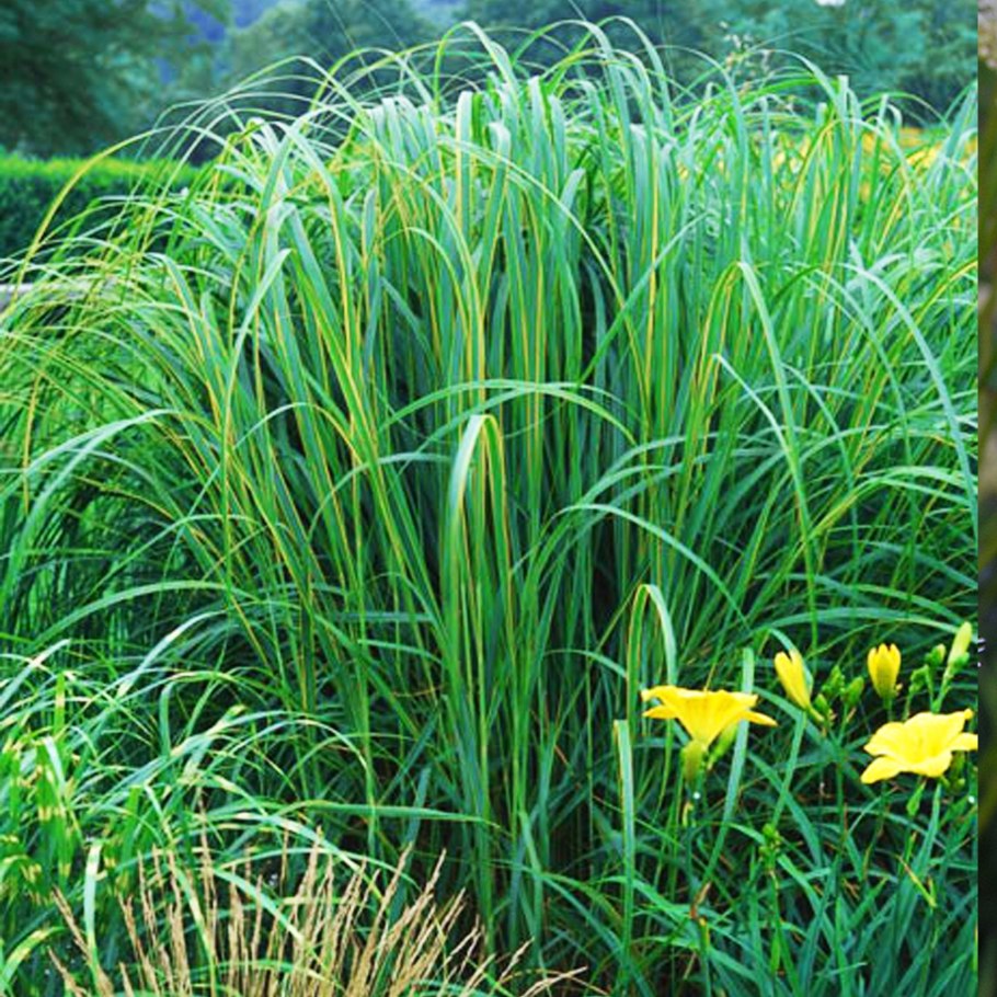 Спартина Ауреомаргината