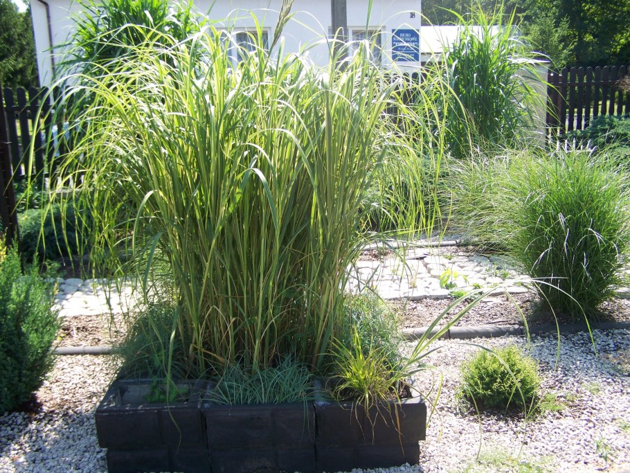 Спартина гребешковая