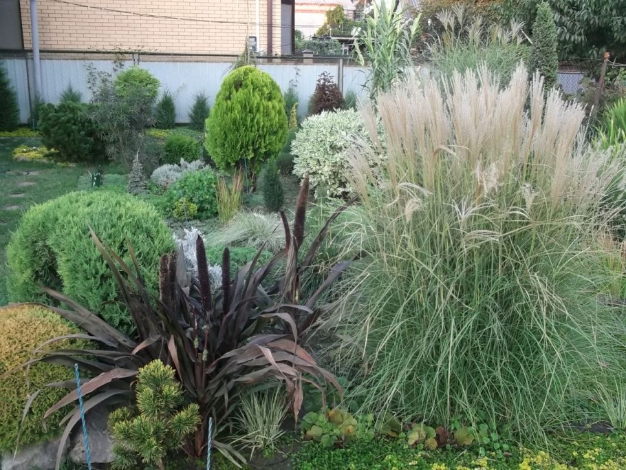 Просо прутьевидное Panicum virgatum