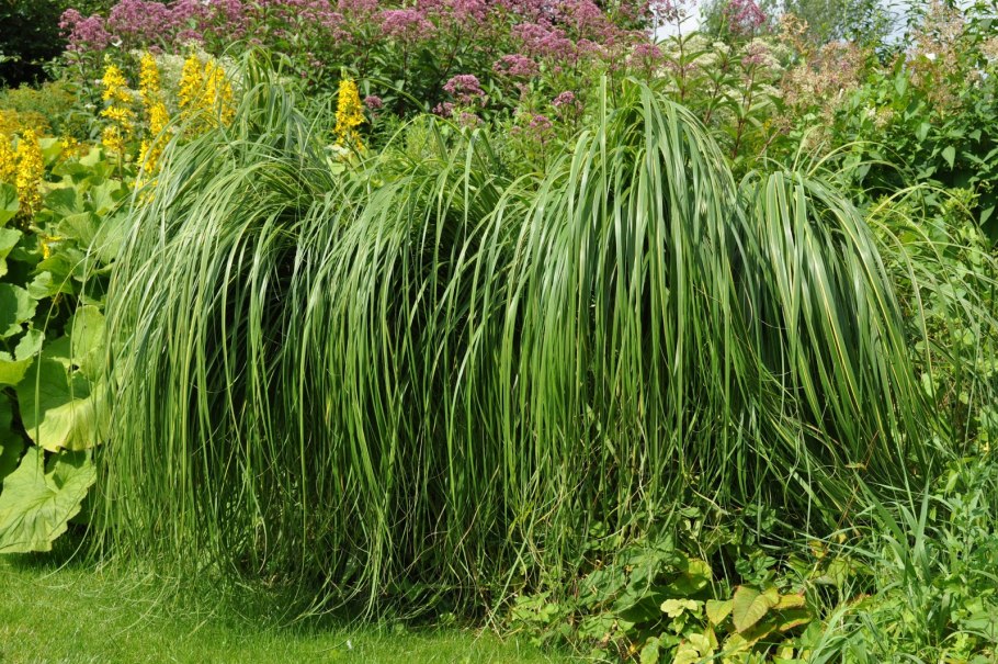 Спартина перистая Ауреомаргината