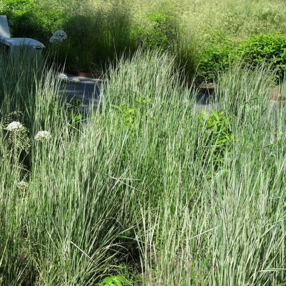 Осока Carex Treasure Island