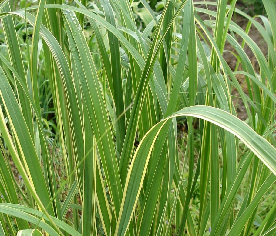 Спартина гребешковая