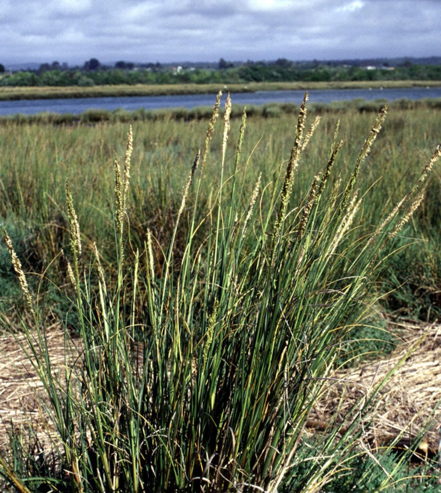 Просо Panicum virgatum Northwind
