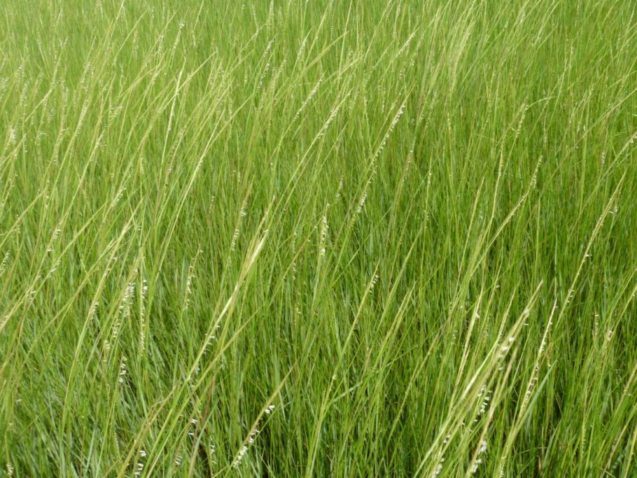 Гелофиты тростник