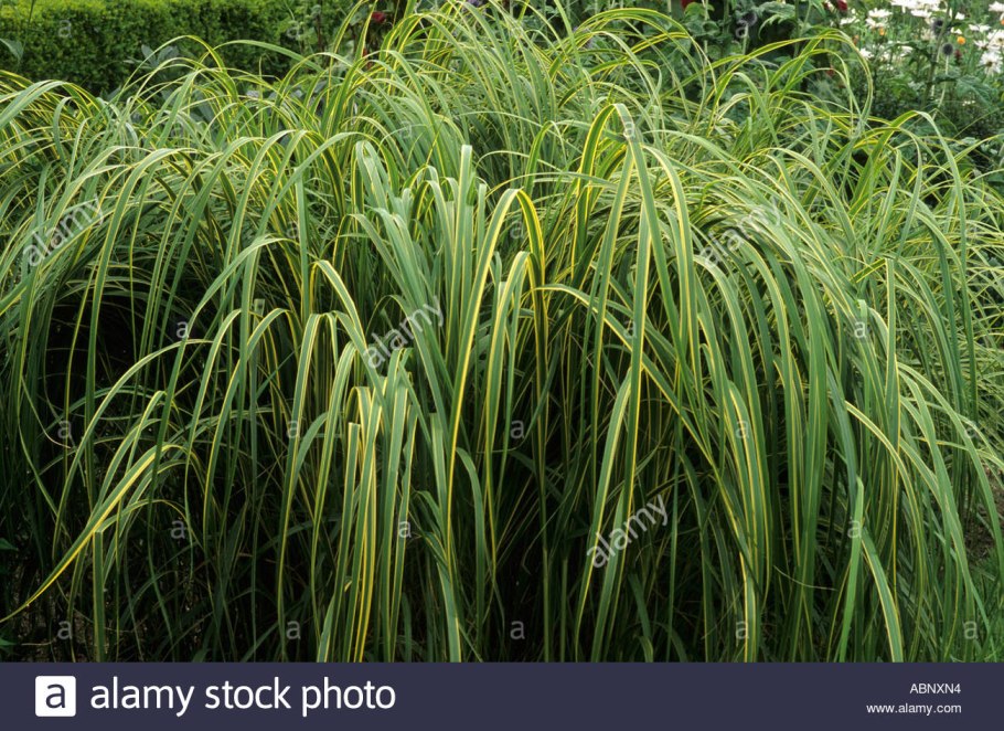 Спартина Ауреомаргината