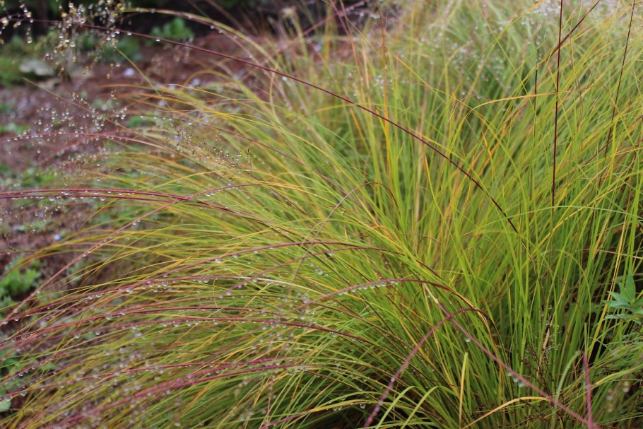 Осока высокая Ауреа/молиния голубая