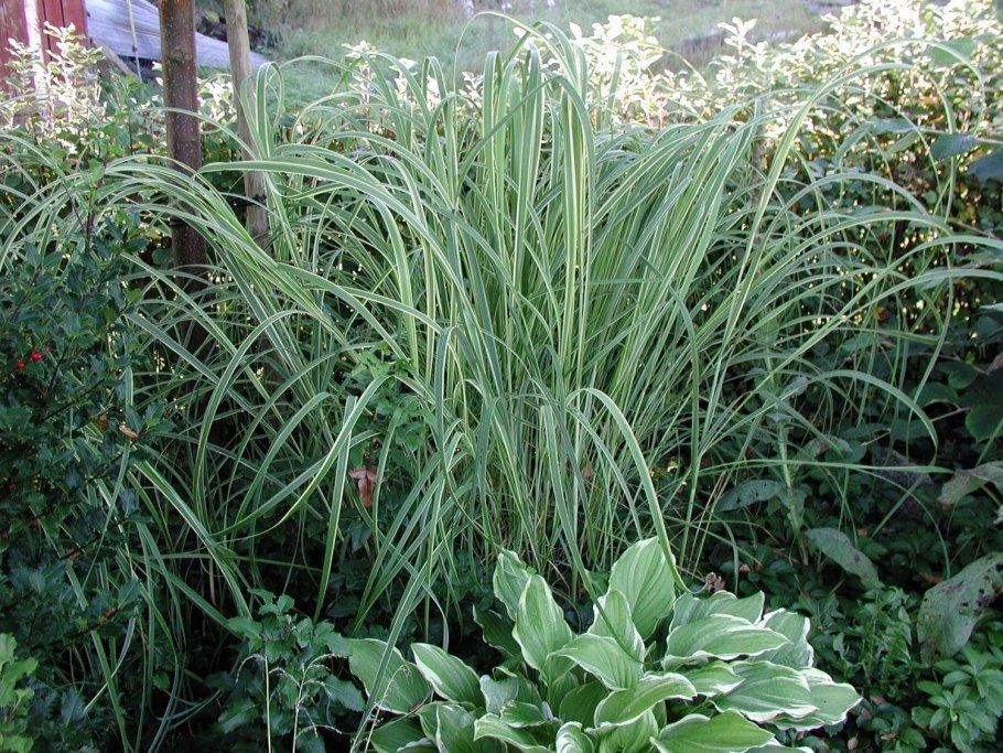 Ожика Люциус