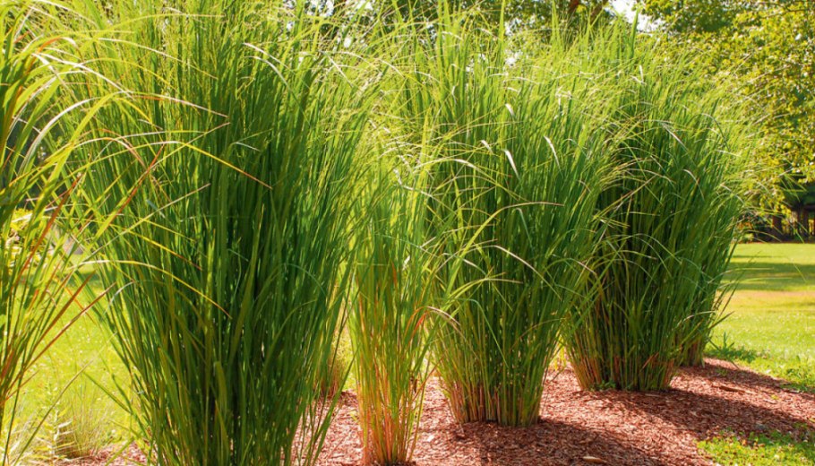 Спартина гребенчатая