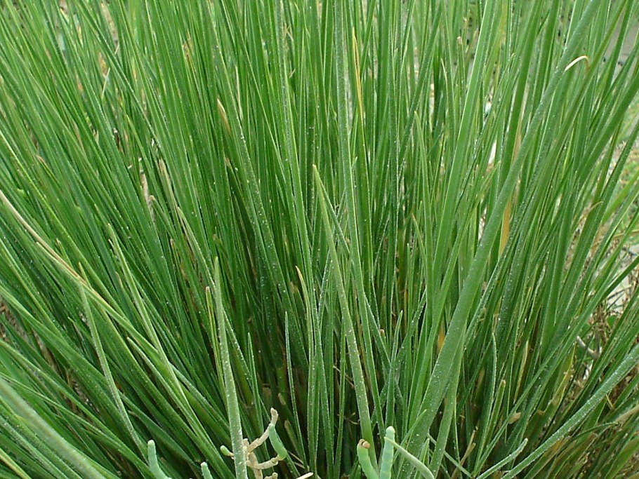 Спартина перистая