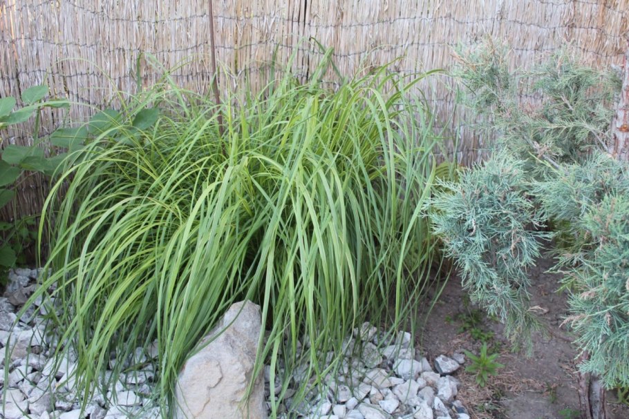 Спартина перистая