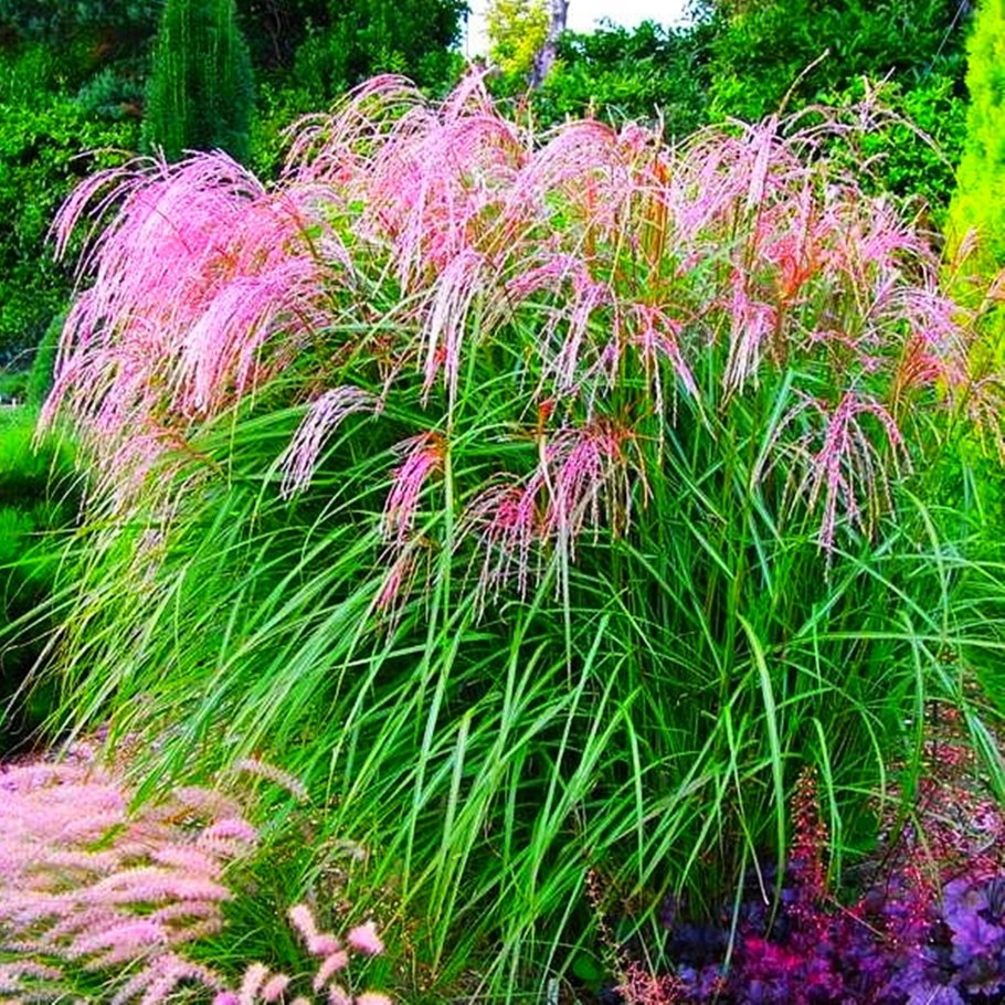 Мискантус китайский Krater