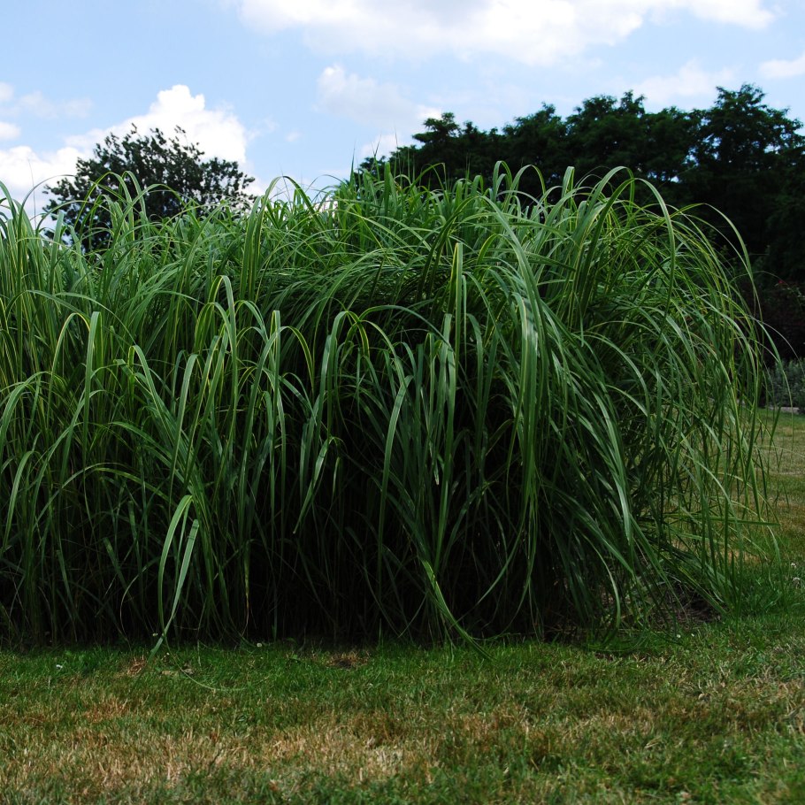 Спартина гребенчатая Aureomarginata