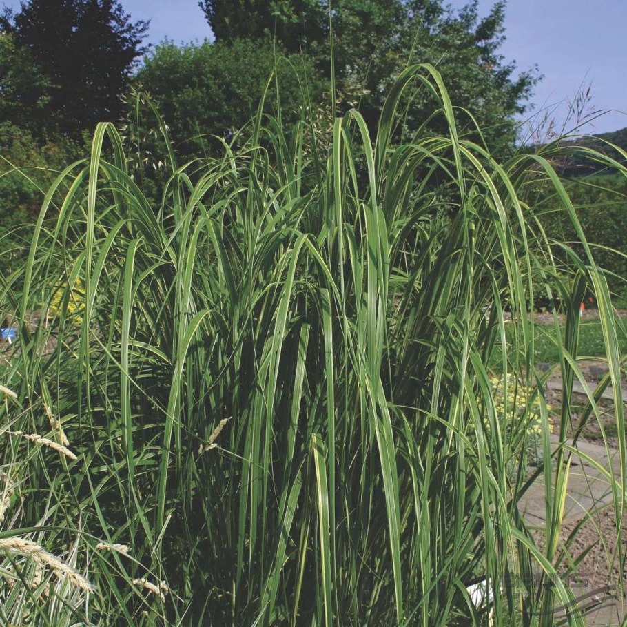 "Спартина перистая Spartina pectinata Aureomarginata "