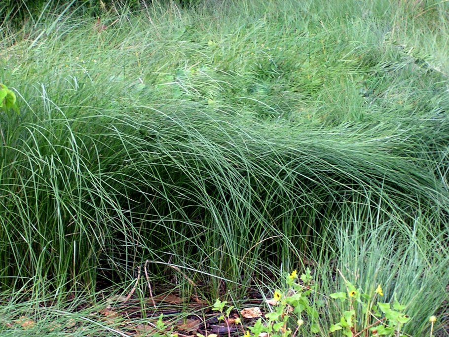 Спартина гребенчатая Aureomarginata