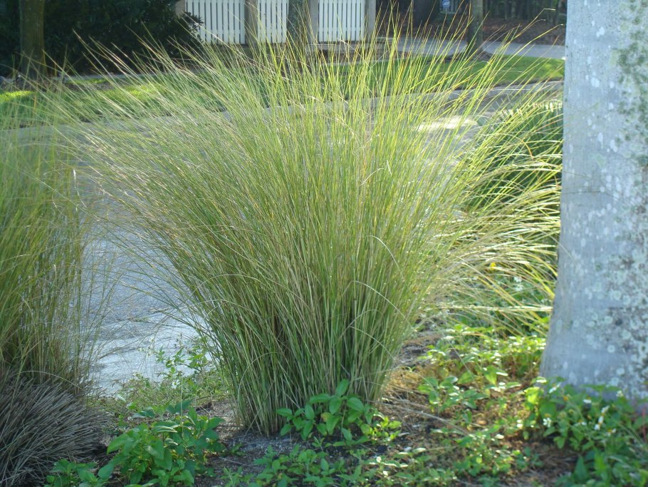 Райграс бульбоносный