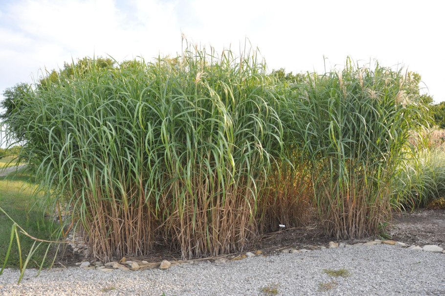 Спартина гребенчатая жёлтоокаймлённая