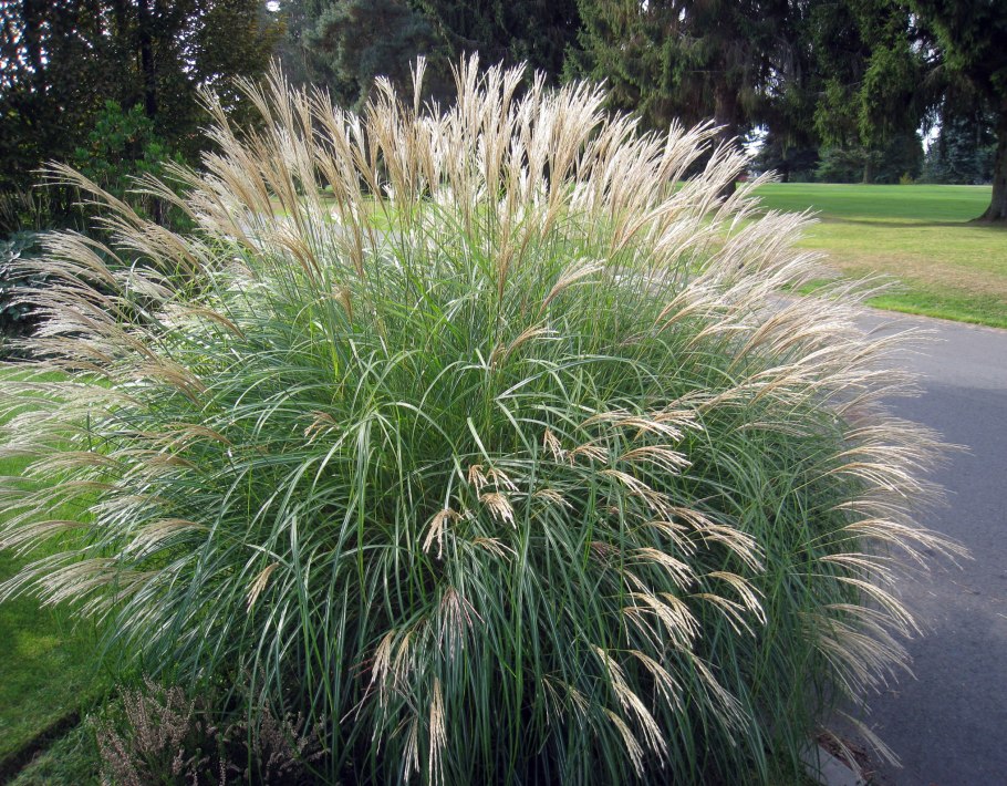 Мискантус китайский Фламинго