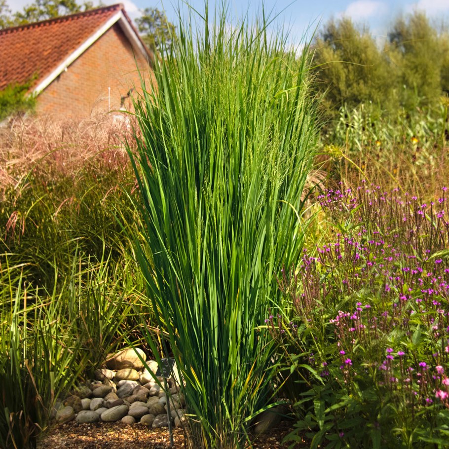 Осока пальмовая “Aureovariegata”