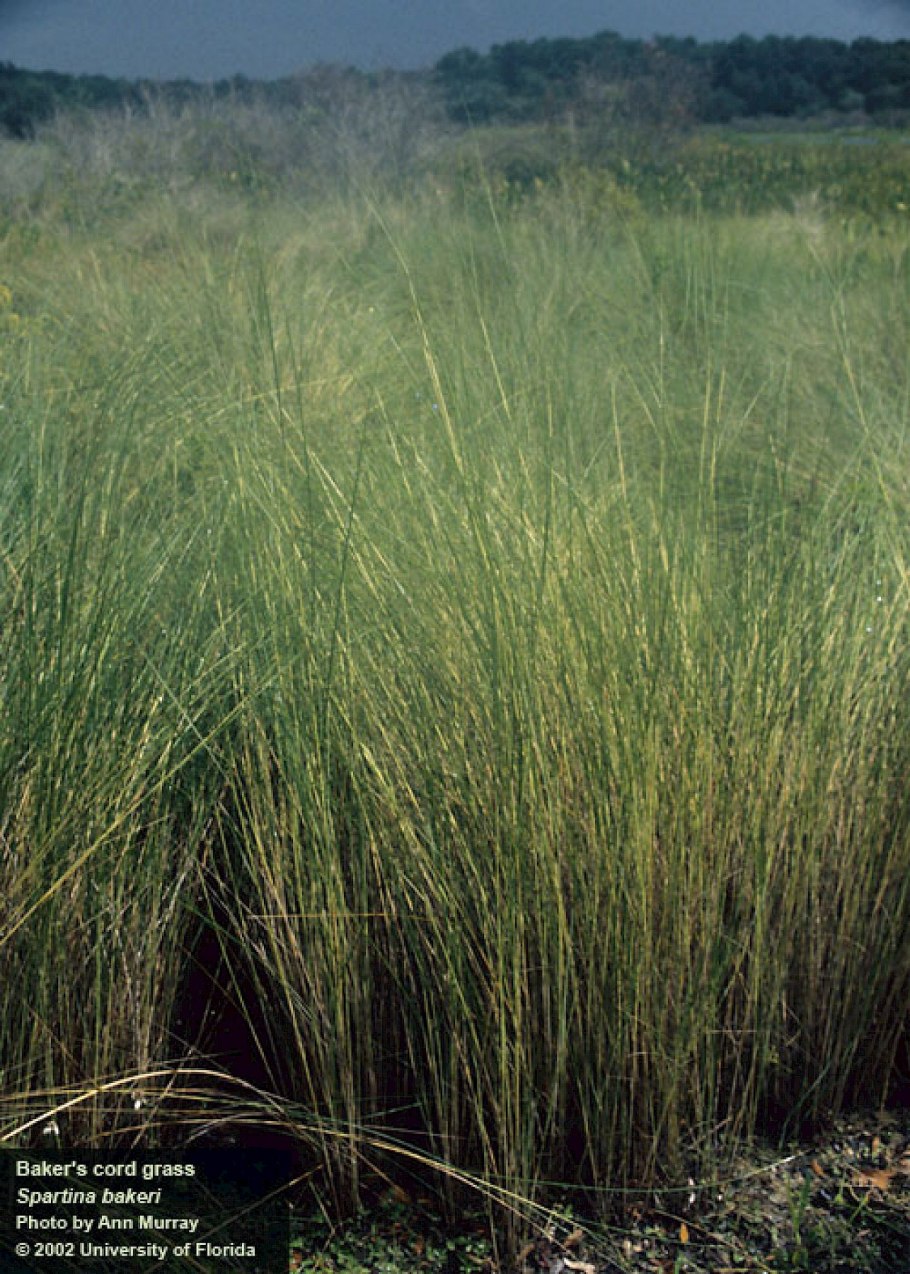 Спартина гребешковая Ауреомаргината