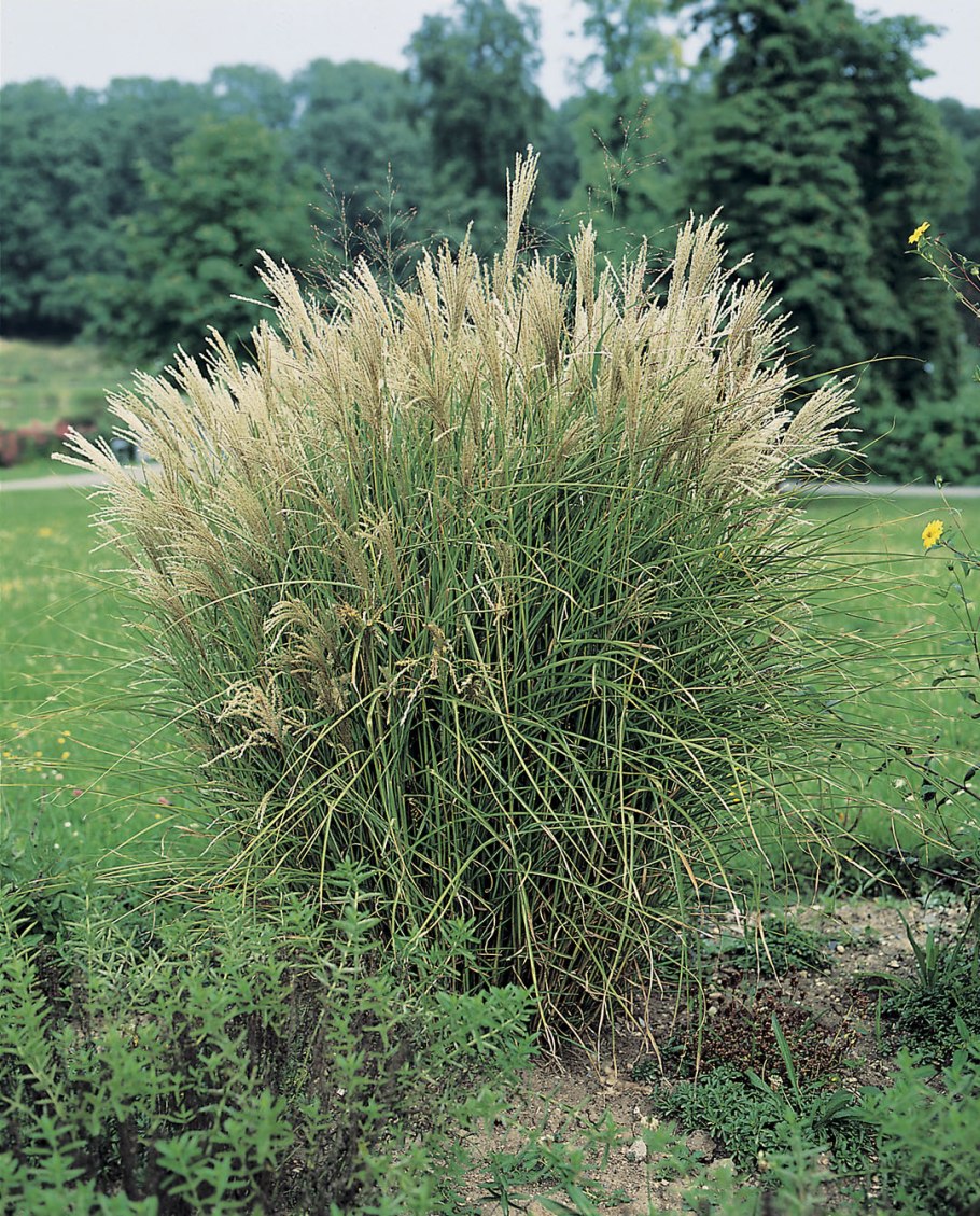 Спартина альтернифлора