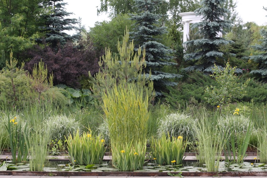 Мискантус Каскад