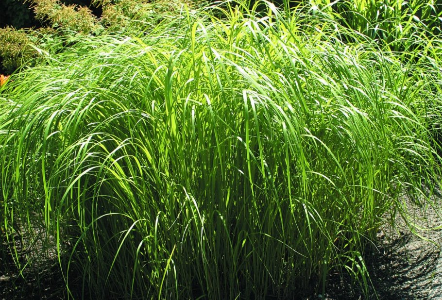 Спартина гребешковая, Spartina pectinata "Aureomarginata"