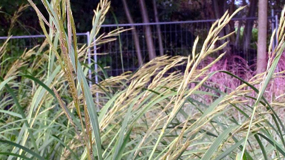 Просо прутьевидное, Panicum virgatum "Northwind"