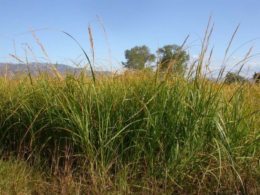 Мискантус sinensis Adagio